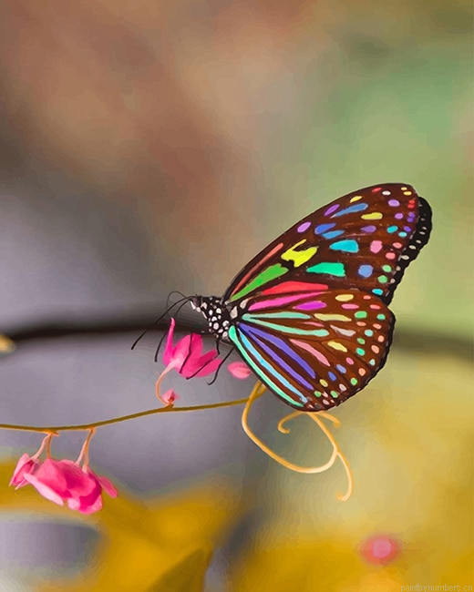 Magnificent Colorful Butterfly Innsects Painting By Numberss.png