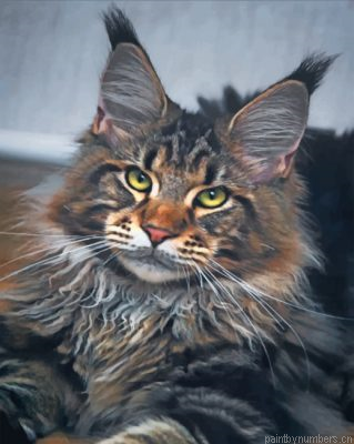 Maine Coon Cat Painting By Numbers.png