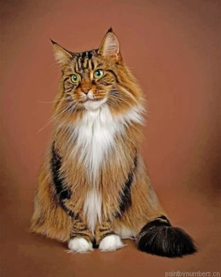 Maine Coon Painting By Numbers.png