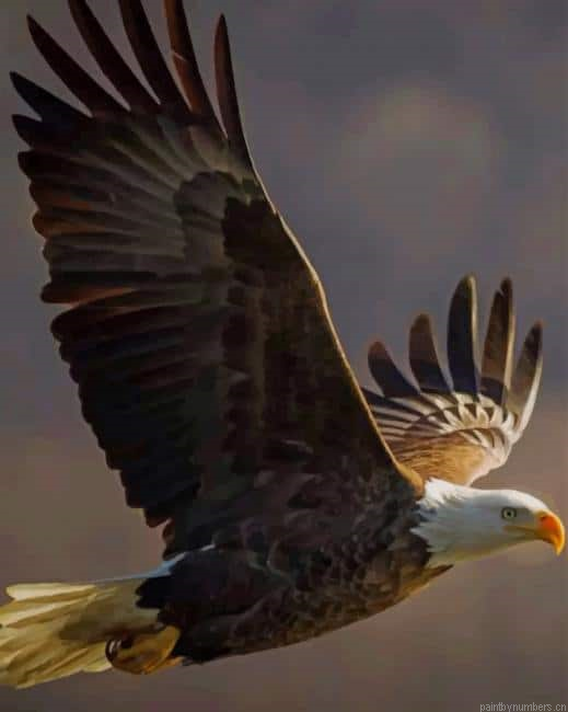 Majestic Bald Eagle Flying Birds Painting By Numberss.png