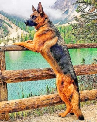 Majestic German Shepherd Painting By Numbers.png