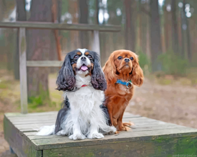 Male And Female Cavalier King Charles Painting By Numbers.png