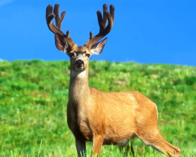 Male Deer In Grass Field Animals Painting By Numberss.png