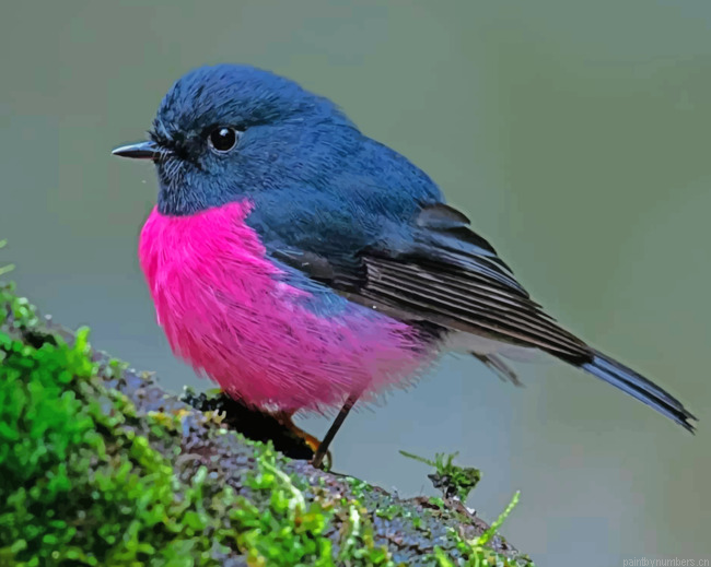 Male Pink Robin Bird Painting By Numberss.png