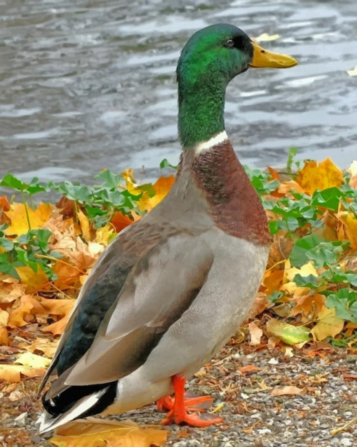 Mallard Duck Bird Painting By Numberss.png