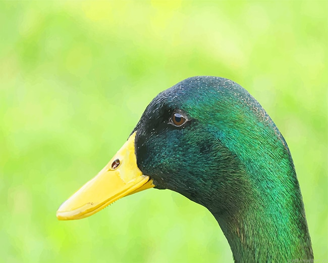Mallard Duck Birds Painting By Numberss.png