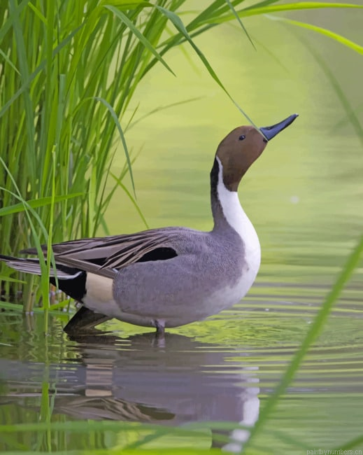 Mallard Duck In River Birds Painting By Numberss.png