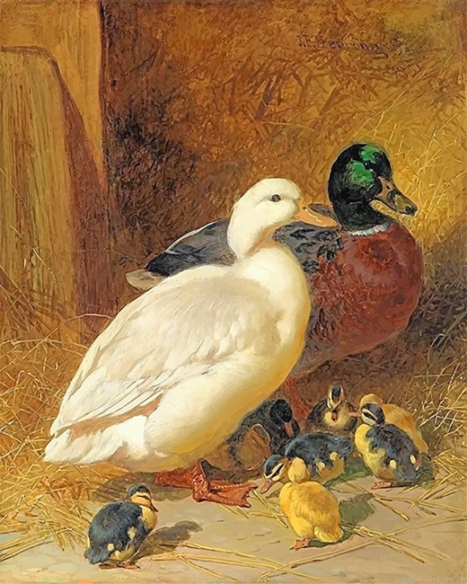 Mallard Ducks Birds Painting By Numberss.png