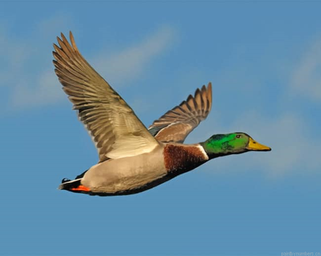 Mallard Flying Duck Painting By Numberss.png