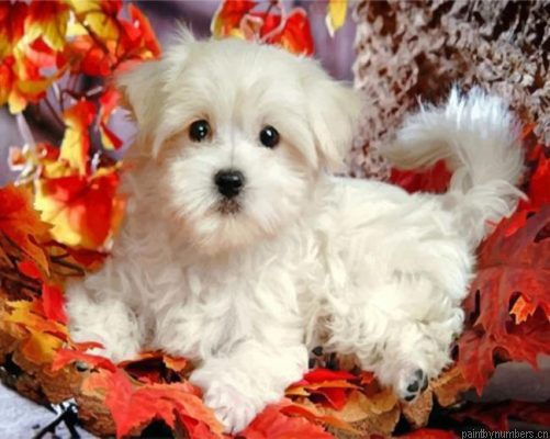 Maltes Puppy Painting By Numbers.png