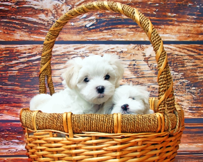 Maltese Puppies Painting By Numbers.png
