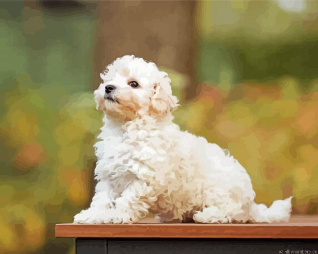 Maltipoo Dog Painting By Numberss.png