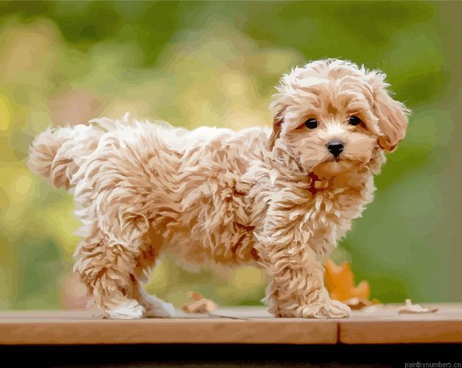 Maltipoo Painting By Numberss.png