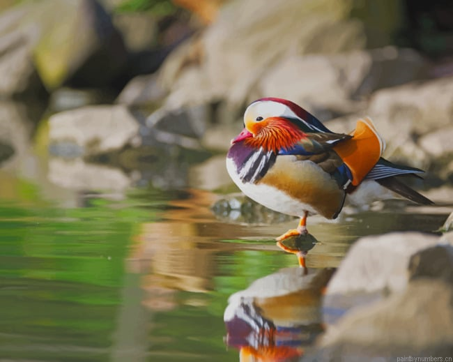 Mandarin Duck Bird Painting By Numberss.png