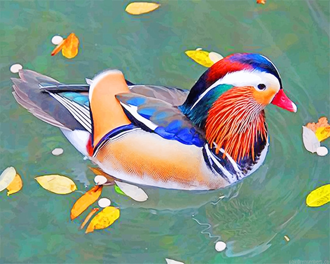 Mandarin Duck Birds Painting By Numberss.png