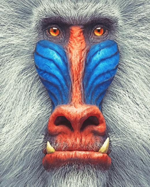 Mandrill Animal Painting By Numbers.png