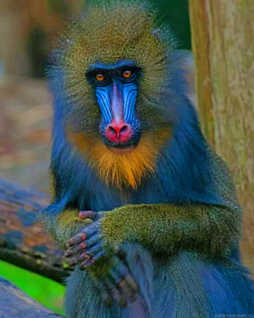 Mandrill Monkey Animals Painting By Numberss.png