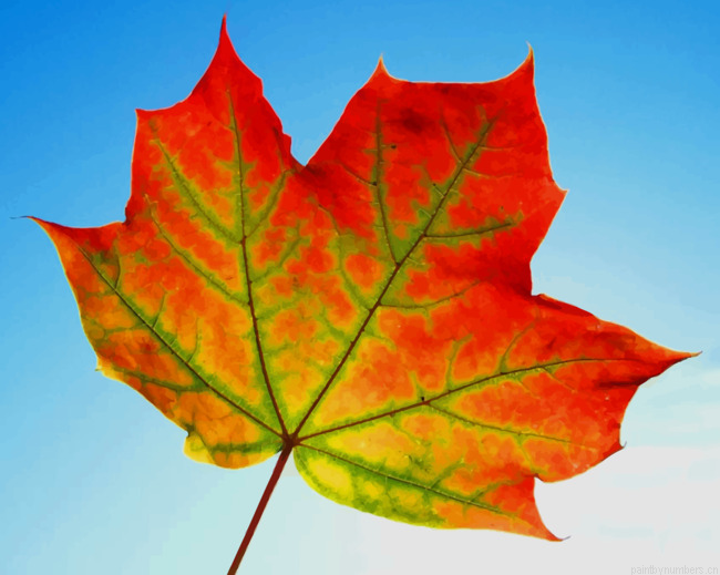 Maple Leaf Fall Plant Painting By Numberss.png