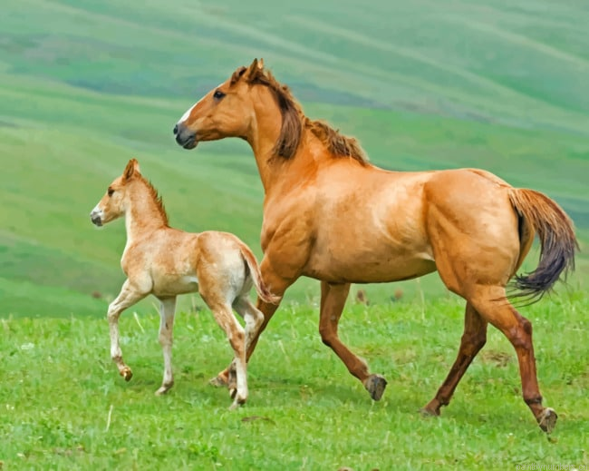 Mare And Foal Horses Animals Painting By Numberss.png