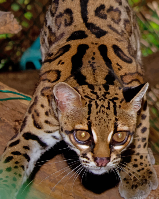 Margay Cat Animals Painting By Numberss.png
