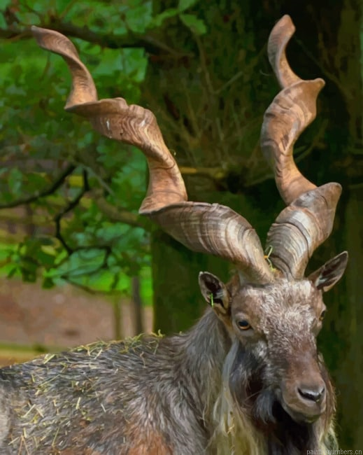 Markhor Animal Painting By Numberss.png