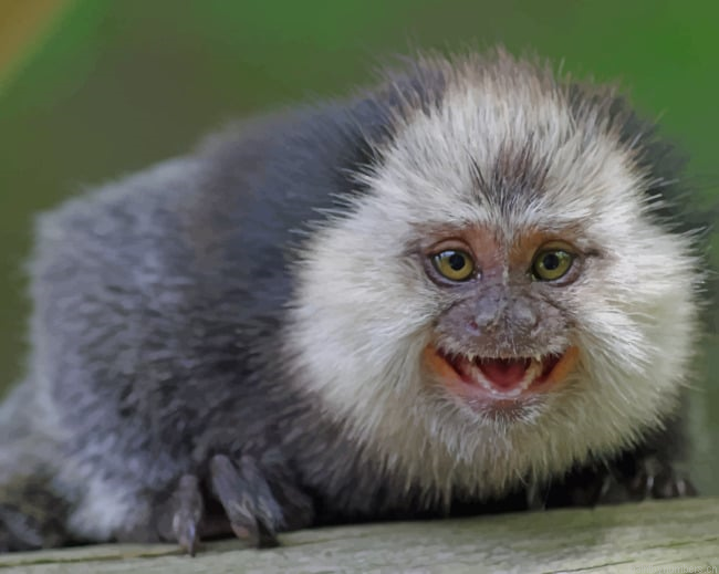 Marmoset Monkey Animal Painting By Numberss.png