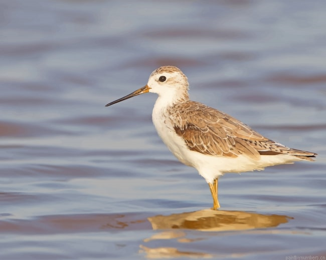 Marsh Sandpiper Birds Painting By Numberss.png