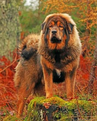 Mastiff Dog Painting By Numbers.png