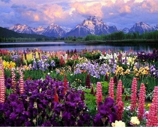 Meadow Flowers Painting By Numbers.png