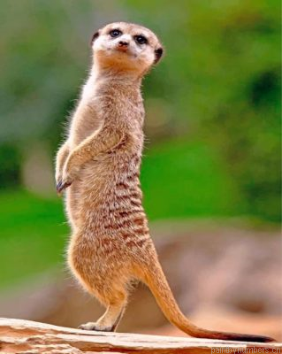 Meerkat Animal Painting By Numbers.png