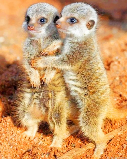 Meerkats Babies Painting By Numbers.png