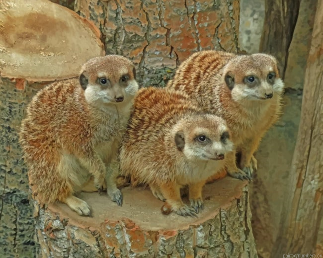 Meerkats Painting By Numbers.png