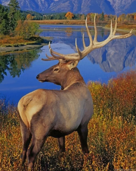 Merriams Elk Painting By Numbers.png