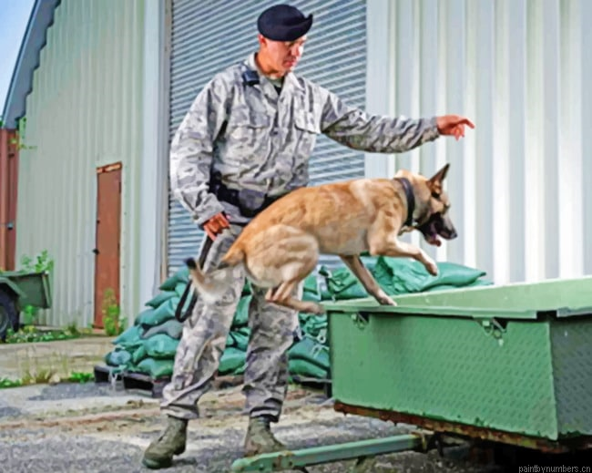 Military Dog Training Armies Painting By Numbers.png