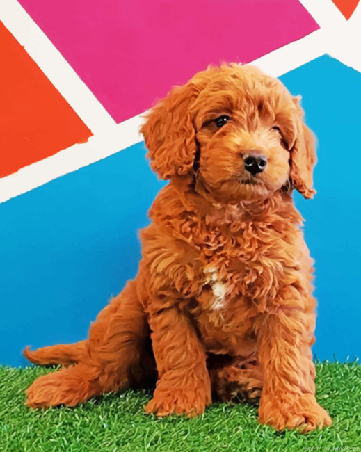 Mini Golden Doodle Painting By Numbers.png