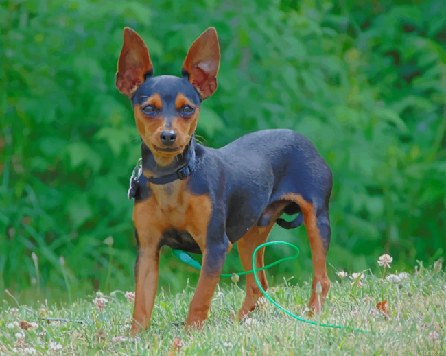 Miniature Pinscher Dog Animals Painting By Numberss.png