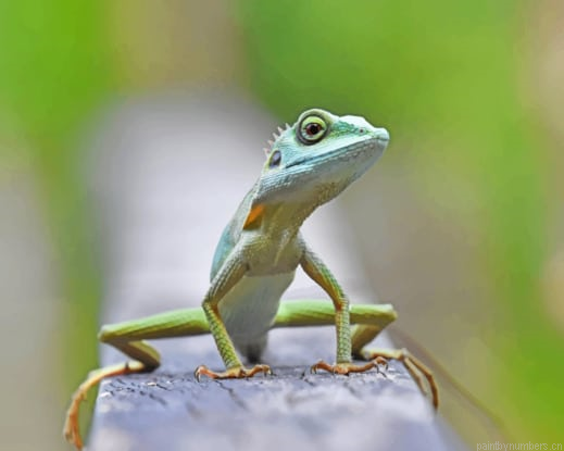 Mint Lizard Chameleon Animals Painting By Numberss.png
