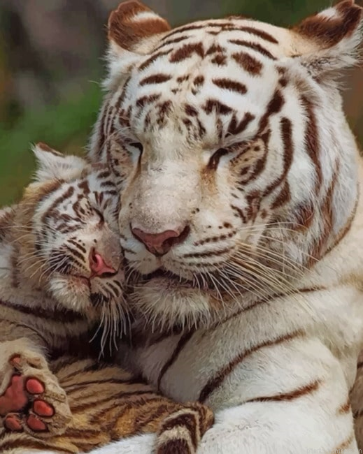 Mom And Her Baby White Tiger Painting By Numberss.png