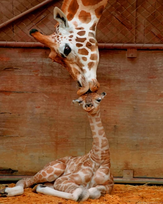 Mommy And Baby Giraffe Animals Painting By Numberss.png