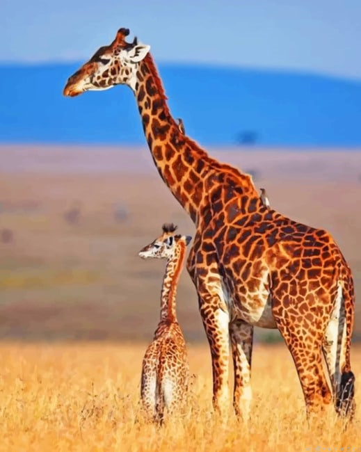 Mommy And Baby Giraffe In Savanna Animlas Painting By Numberss.png