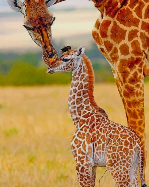 Mommy And Baby Giraffe In The Jungle Animals Painting By Numberss.png