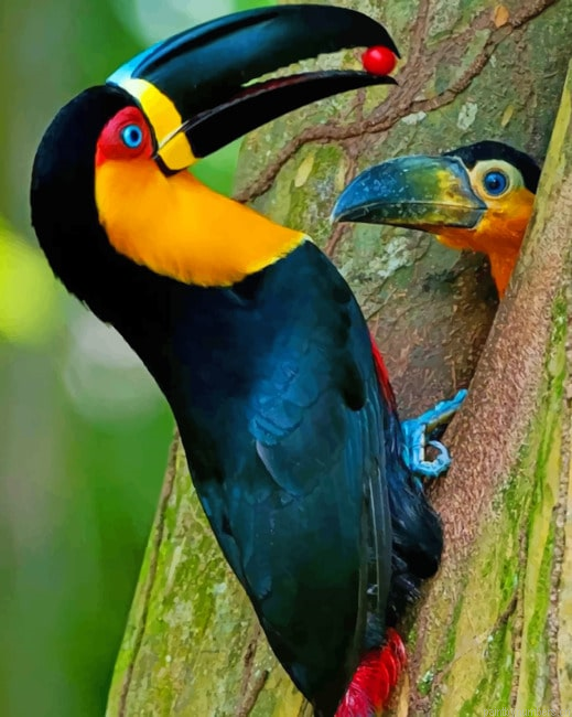 Mommy And Baby Toucan Birds Painting By Numberss.png