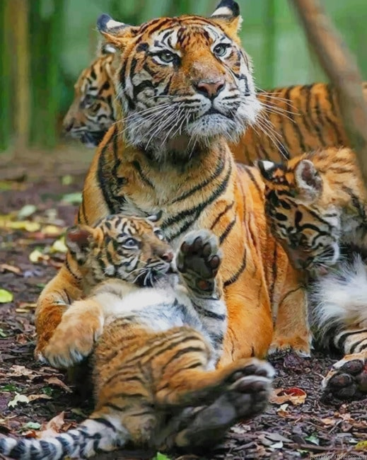 Mommy Tiger And Babies Animals Painting By Numberss.png