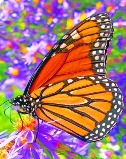 Monarch Butterfly Insects Painting By Numberss.png