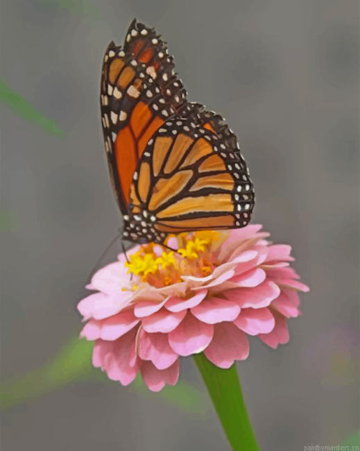 Monarch Butterfly On A Pink Flower Painting By Numbers.png