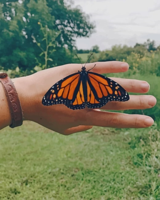 Monarch Butterfly On Hand Insects Painting By Numberss.png