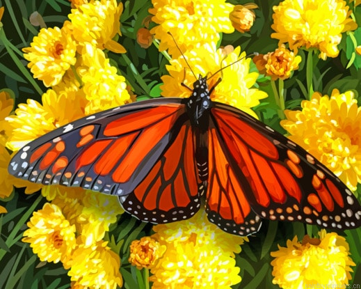 Monarch Checkered Butterfly Insects Painting By Numberss.png