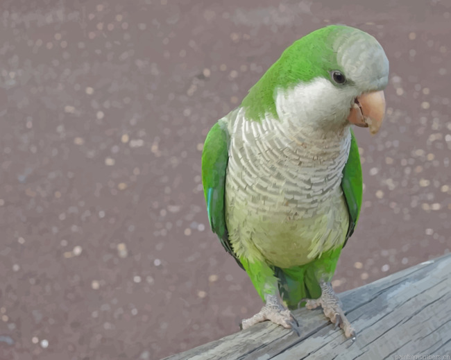 Monk Parakeet Parrot Bird Painting By Numberss.png