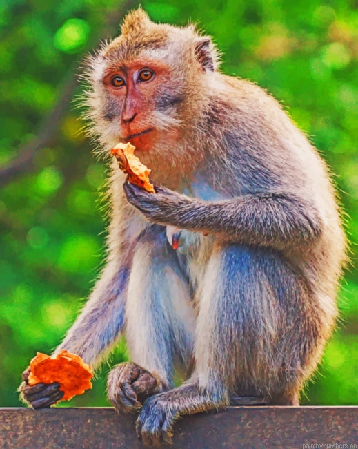 Monkey In The Forest Animals Painting By Numberss.png