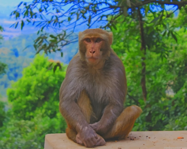 Monkey Sitting In Zoo Park Animals Painting By Numberss.png